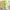 CPB25 | Green Pastel Color Pencil  color - 4pcs