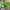 KC158 | Green Frog keychain (have sound)