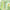 CPB25 | Green Pastel Color Pencil  color - 4pcs