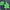 KC250 | Christmas Tree Keychain 1$