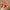 HSC200 | Orange Fox Scrunchies 1pcs