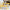 PECS153 | Cream Bear Pencil case - yellow 1$