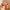 HSC200 | Orange Fox Scrunchies 1pcs