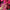 PERF05B | Glitter Hair Perfume - dark pink