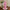 BOT109 | Pink Tulip Bottle 500ml