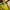 KC227 | Yellow Bunny Keychain