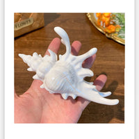 (New Arrival) HSC05 | Conch Hair Clip 1pcs