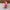 HSC235D | Pink Hair Rubber Band 0.75$